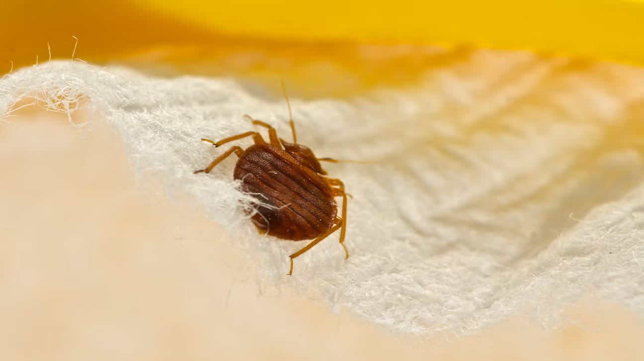 Professional Bed Bug Services Near Me with Quick Response